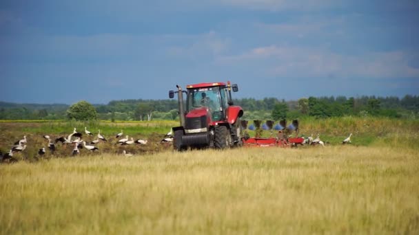 Tractor Plows Land Surrounded White Storks Looking Food Plowed Land — Stock Video