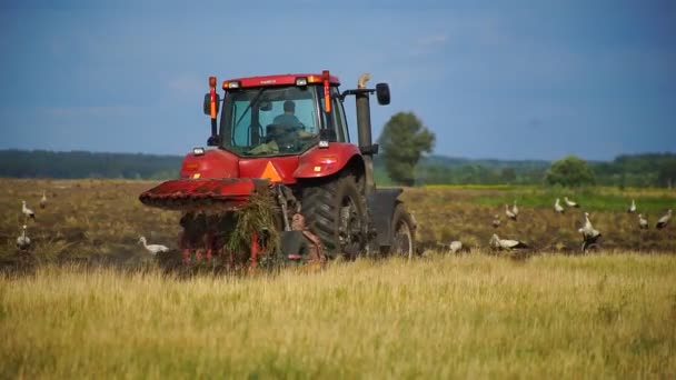 トラクターは 耕した土地で食べ物を探して白いコウノトリに囲まれた土地を耕します 農地の土地を準備トラクターの農家 土地の栽培 — ストック動画
