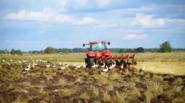 Traktör, sürülmüş topraklarda yiyecek arayan beyaz leyleklerle çevrili araziyi sürüyor. Çiftçi traktör tarım arazilerinde arazi hazırlanıyor. Tarım sanayi, arazi ekimi
