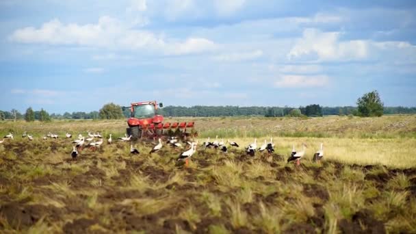 Traktor Ekék Föld Körül Fehér Gólya Keres Ételt Szántott Földet — Stock videók