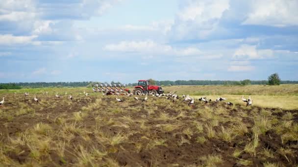 Traktor Ekék Föld Körül Fehér Gólya Keres Ételt Szántott Földet — Stock videók