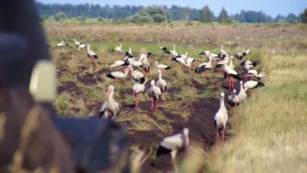 Tractor Araña Tierra Rodeada Cigüeñas Blancas Busca Alimento Tierra Arada — Vídeos de Stock