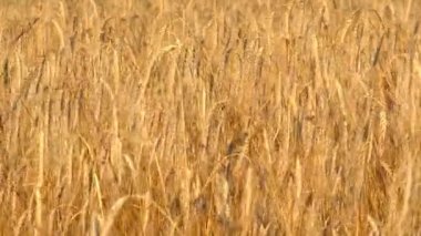 Olgun buğday Yüksek kulakları bir yaz gününde bir alanda rüzgarda sallar. Tarım bitkileri yetiştiriciliği.