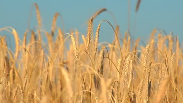 Las Espigas Altas Trigo Maduro Balancean Viento Campo Día Verano — Vídeo de stock