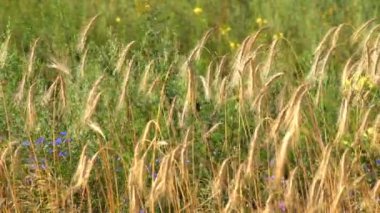 Olgun buğday Yüksek kulakları bir yaz gününde bir alanda rüzgarda sallar. Tarım bitkileri yetiştiriciliği.