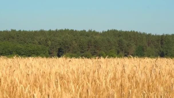 Las Espigas Altas Trigo Maduro Balancean Viento Campo Día Verano — Vídeos de Stock