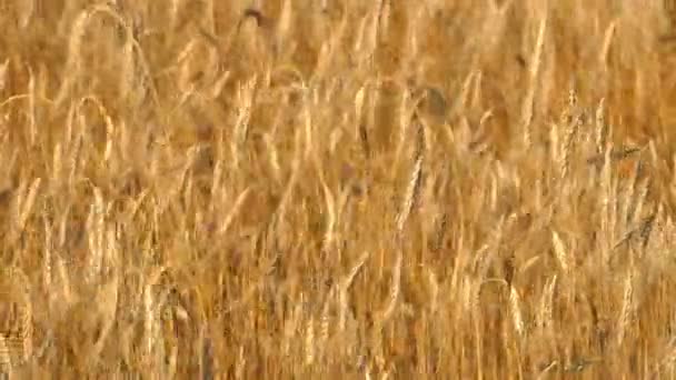 夏の日の野原で熟した小麦の高い耳が風に揺れている 農業栽培作物 — ストック動画