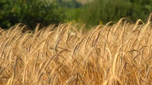 Orelhas Altas Trigo Maduro Oscilam Vento Campo Dia Verão Agricultura — Vídeo de Stock