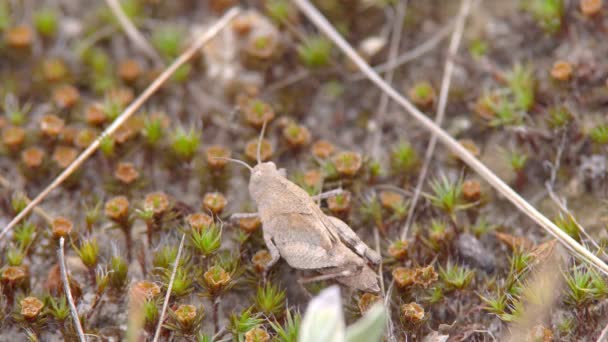 Insect Macro Melanoplus Differential Grasshopper Sits Dry Grass Ground — Stock Video