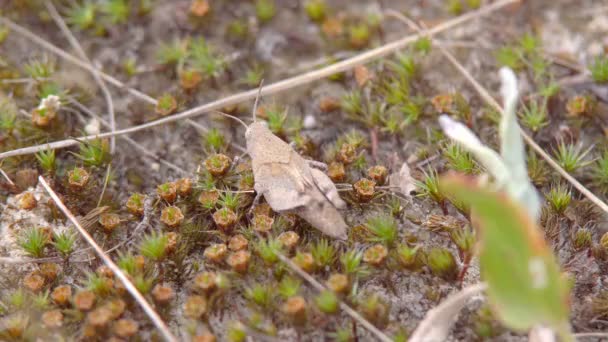 Insektenmakro Melanoplus Differential Heuschrecke Sitzt Zwischen Trockenem Gras Auf Dem — Stockvideo