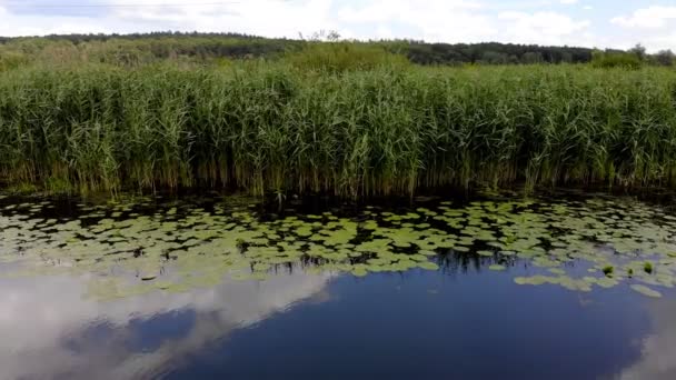 Luchtfoto Van Rivier Beweging Langs Bochten Wateroppervlak Reflectie Van Zon — Stockvideo