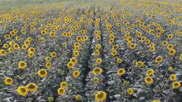 Vista Aerial Volando Sobre Campo Girasol Flor Drone Video Través — Vídeos de Stock