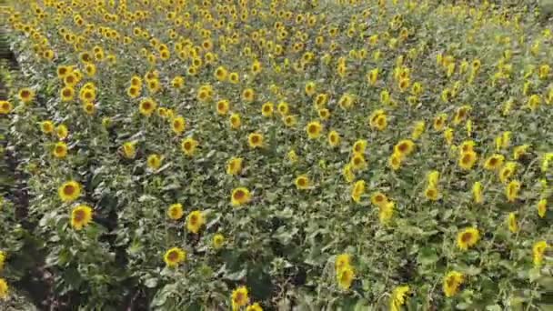 Vista Aerial Volando Sobre Campo Girasol Flor Drone Video Través — Vídeos de Stock