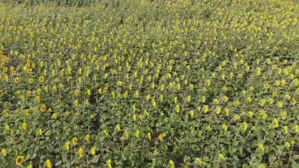 航空写真 咲くヒマワリ畑の上空を飛ぶ ヒマワリと青空の黄色いフィールドを横切るドローンビデオ 黄金のヒマワリ畑の夏の風景 — ストック動画