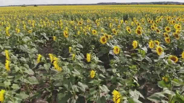 VUE AÉRIENNE : Survoler un champ de tournesol en fleurs. Drone vidéo à travers un champ jaune de tournesols et de ciel bleu. Paysage estival d'un champ de tournesol doré .