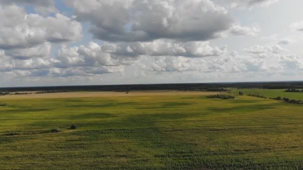 Vista Aerial Voando Sobre Campo Girassol Florescente Drone Vídeo Através — Vídeo de Stock