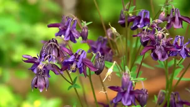 Vackra Blå Vildblommor Lupinus Fält Med Rosa Lila Och Blå — Stockvideo