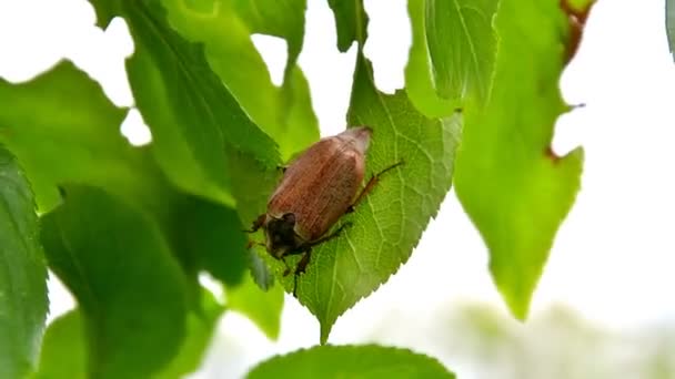 Cockchafer Beetle Vajande Vinden Sitter Gren Äter Gröna Blad Fruktträd — Stockvideo