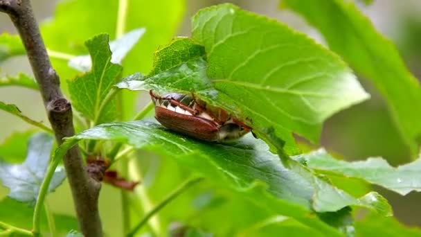 Cockchafer Kever Wuivende Door Wind Zittend Een Tak Eet Groene — Stockvideo