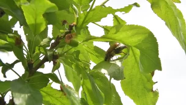 Cockchafer Beetle Vajande Vinden Sitter Gren Äter Gröna Blad Fruktträd — Stockvideo