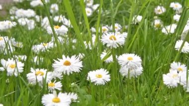 Tarlada papatyalar, güneşli bir yaz gününde papatya çiçekleriyle dolu geniş bir tarla.