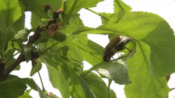 Cockchafer Beetle Vajande Vinden Sitter Gren Äter Gröna Blad Fruktträd — Stockvideo