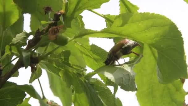 枝に座っている風に揺れるコックチャファーカブトムシは 果樹の緑の葉を食べる — ストック動画