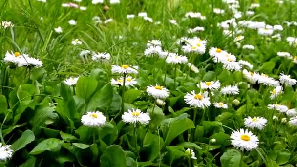 花畑の中の花々夏の晴れた日のカモミールの花の大規模なフィールド — ストック動画