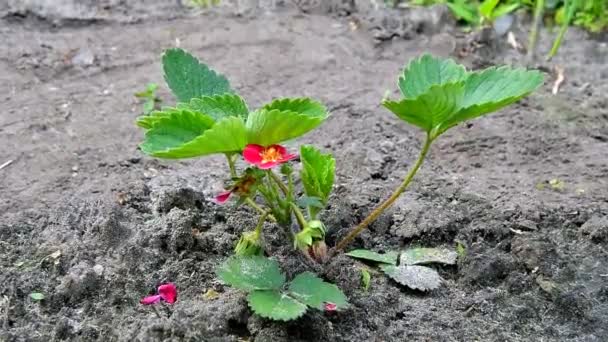 Flores Morango Jardim Com Chão Molhado Arbustos Com Flores Brancas — Vídeo de Stock