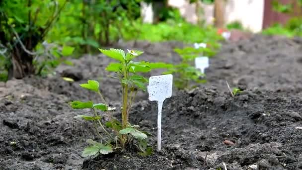 Fragola Fiorisce Giardino Con Terreno Umido Cespugli Con Fiori Bianchi — Video Stock