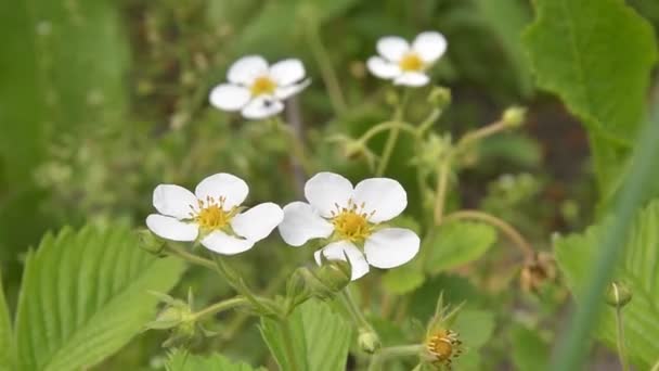 Strawberry Kwitnie Ogrodzie Mokrym Podłożu Krzewy Białymi Kwiatami Żółtym Środku — Wideo stockowe