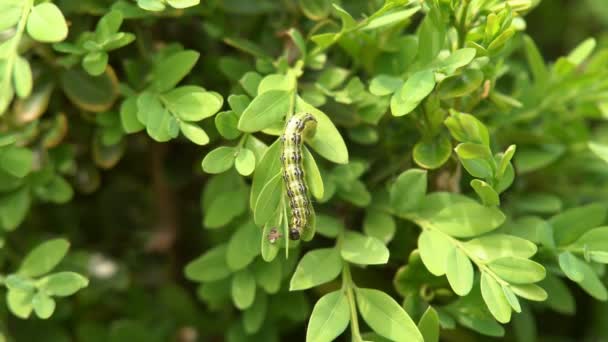 Gros Plan Une Chenille Fourrure Rampant Long Sentier Chenille Des — Video