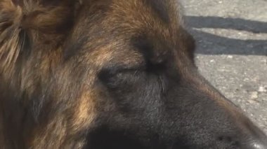 Gösteride köpek hayvanı. İnsanlarda yakın yaşayan çok nazik ve zeki hayvan köpekleri. Hayvanlarla iletişimin birden fazla duygusu.