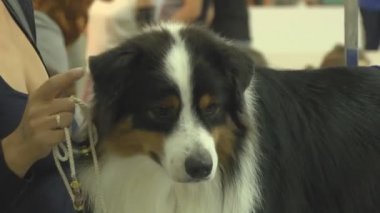 Gösteride köpek hayvanı. İnsanlarda yakın yaşayan çok nazik ve zeki hayvan köpekleri. Hayvanlarla iletişimin birden fazla duygusu.