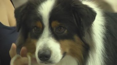 Gösteride köpek hayvanı. İnsanlarda yakın yaşayan çok nazik ve zeki hayvan köpekleri. Hayvanlarla iletişimin birden fazla duygusu.