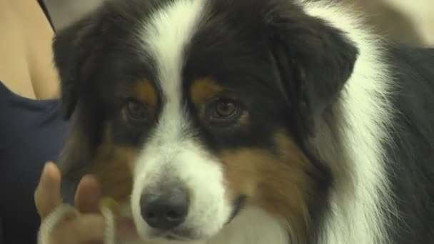 Hunde Haustier Auf Der Ausstellung Sehr Freundliche Und Intelligente Tierhunde — Stockvideo