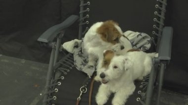 Gösteride köpek hayvanı. İnsanlarda yakın yaşayan çok nazik ve zeki hayvan köpekleri. Hayvanlarla iletişimin birden fazla duygusu.
