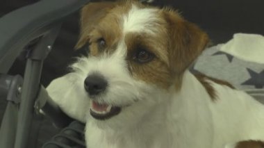 Gösteride köpek hayvanı. İnsanlarda yakın yaşayan çok nazik ve zeki hayvan köpekleri. Hayvanlarla iletişimin birden fazla duygusu.