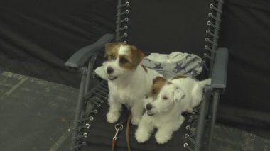 Gösteride köpek hayvanı. İnsanlarda yakın yaşayan çok nazik ve zeki hayvan köpekleri. Hayvanlarla iletişimin birden fazla duygusu.