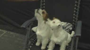 Gösteride köpek hayvanı. İnsanlarda yakın yaşayan çok nazik ve zeki hayvan köpekleri. Hayvanlarla iletişimin birden fazla duygusu.