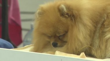 Gösteride köpek hayvanı. İnsanlarda yakın yaşayan çok nazik ve zeki hayvan köpekleri. Hayvanlarla iletişimin birden fazla duygusu.