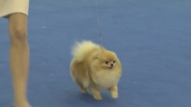 Gösteride köpek hayvanı. İnsanlarda yakın yaşayan çok nazik ve zeki hayvan köpekleri. Hayvanlarla iletişimin birden fazla duygusu.