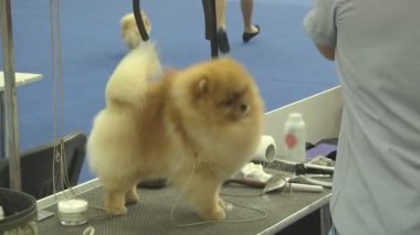 Gösteride köpek hayvanı. İnsanlarda yakın yaşayan çok nazik ve zeki hayvan köpekleri. Hayvanlarla iletişimin birden fazla duygusu.