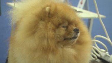 Gösteride köpek hayvanı. İnsanlarda yakın yaşayan çok nazik ve zeki hayvan köpekleri. Hayvanlarla iletişimin birden fazla duygusu.