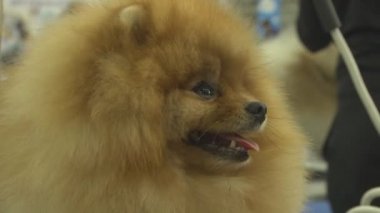 Gösteride köpek hayvanı. İnsanlarda yakın yaşayan çok nazik ve zeki hayvan köpekleri. Hayvanlarla iletişimin birden fazla duygusu.