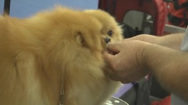 Gösteride köpek hayvanı. İnsanlarda yakın yaşayan çok nazik ve zeki hayvan köpekleri. Hayvanlarla iletişimin birden fazla duygusu.
