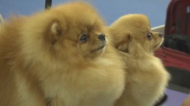 Gösteride köpek hayvanı. İnsanlarda yakın yaşayan çok nazik ve zeki hayvan köpekleri. Hayvanlarla iletişimin birden fazla duygusu.