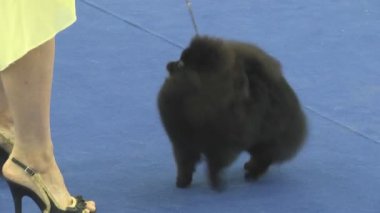 Gösteride köpek hayvanı. İnsanlarda yakın yaşayan çok nazik ve zeki hayvan köpekleri. Hayvanlarla iletişimin birden fazla duygusu.