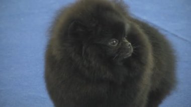Gösteride köpek hayvanı. İnsanlarda yakın yaşayan çok nazik ve zeki hayvan köpekleri. Hayvanlarla iletişimin birden fazla duygusu.