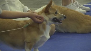Gösteride köpek hayvanı. İnsanlarda yakın yaşayan çok nazik ve zeki hayvan köpekleri. Hayvanlarla iletişimin birden fazla duygusu.